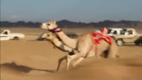 camels running in deserd Understanding Saqqaq Abel Talib