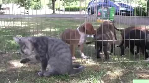 A cat suckling from a dog