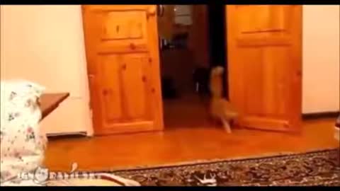 Funny Videos of Crazy Cats and Iguanas more on the internet
