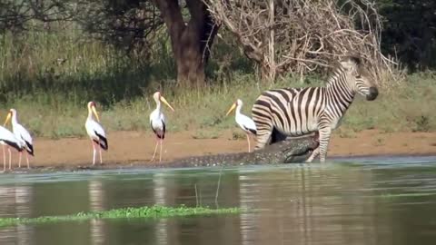 Zebra Can Escape From Crocodile Hunting At The River?