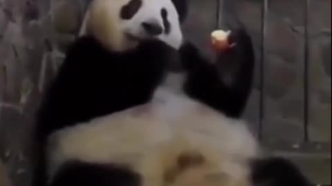 Baby Panda 🐼 gone for an apple 🍎😂😂