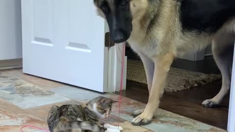German Shepherd Carries Cat Toy Around The House