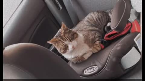 cat jumps in woman's car and makes himself at home.