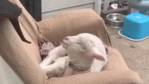 Lamb relaxes on lazy boy