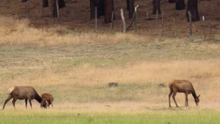 ARIZONA ELK CALF AND MOM