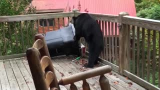 Black Bear on the Back Deck