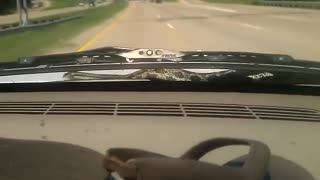 Scary Snake All Over A Car