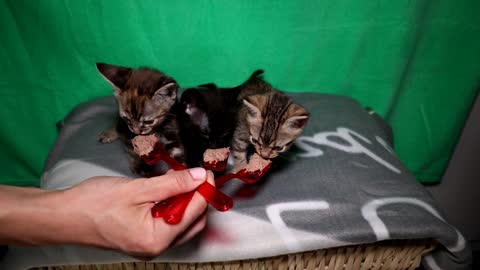 Cute kittens learn to eat with forks