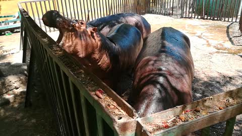 Hungry Hippos Open Their Mouse To Eat Visitors Raw Potato