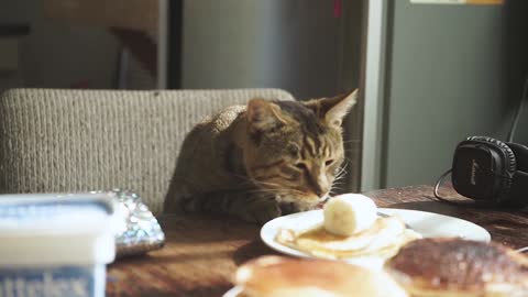 Cat at the breakfast table