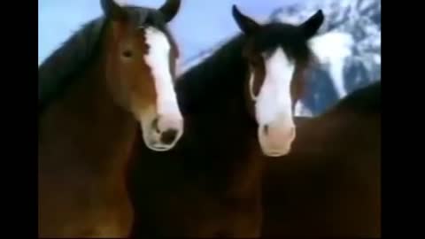 Top 5 Budweiser Commercials Clydesdale Horses Farting Horse.