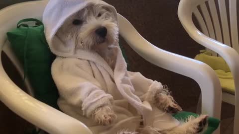 Robe-wearing Westie chills out on the balcony