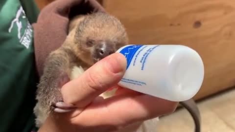 New baby sloth at Brevard Zoo rejected by mother being cared for by zoo staff.