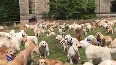 The largest groups of dogs I have ever seen