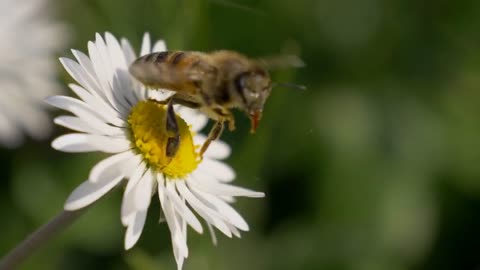 Honey Bee collecting nectar on a daisy