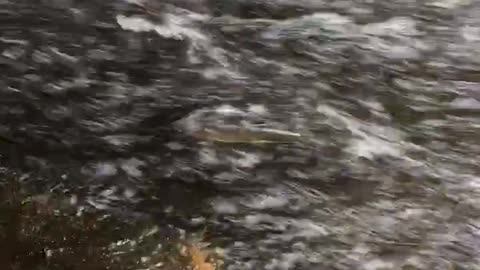 fish against the current by Lake Superior