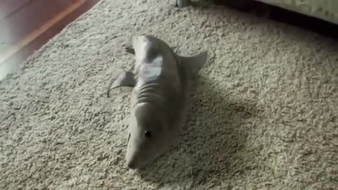 Cutest baby shark funny shark