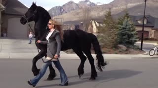 Beautiful horse going on a stroll