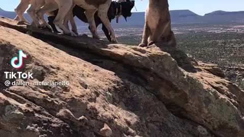 Lion VS Dogs