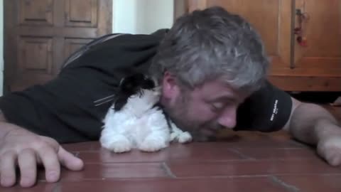 Shih Tzu puppy playing with a man