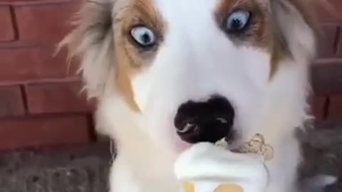 What a treat ice cream