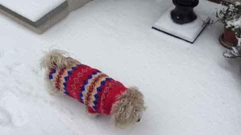 Pup in Snow - Ginger discovers snow