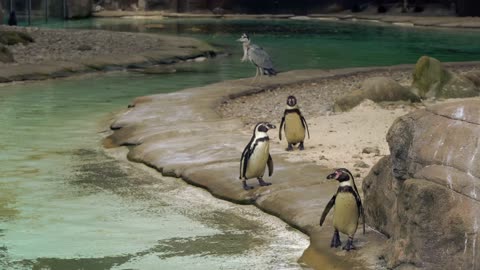 Watch these penguins in the river playing in the wild wilderness is a great danger