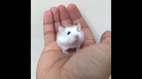 Tiny hamster is such a little cutie