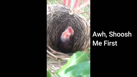 Baby Birds Fight for the Worm