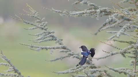 Elster Birds Tree Courtship Behavior Mating SeasonElster Birds Tree Courtship Behavior Mating Season