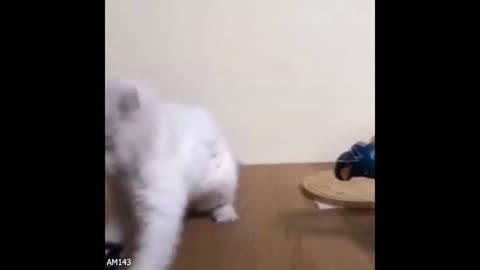 Cat boxing cat