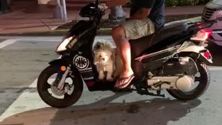 Two motorbiking doggies spotted in Miami