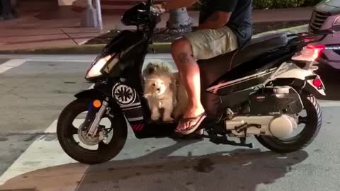 Two motorbiking doggies spotted in Miami