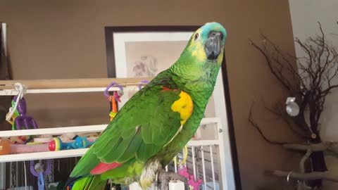 Blue Fronted Amazon Parrot Breaks Out in His Happy Dance!