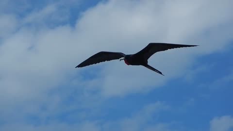 Amazing Yucatan Frigate Bird in flight