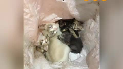 Cats got rescued, bless those who care.