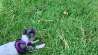 Chipy the little dog finds a bone at the park.