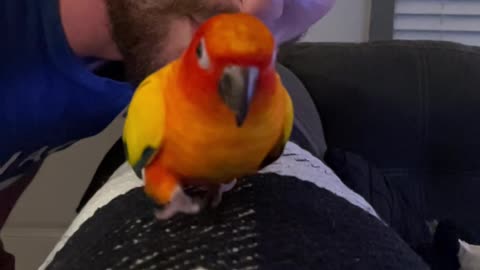 Parrot runs hilariously toward camera