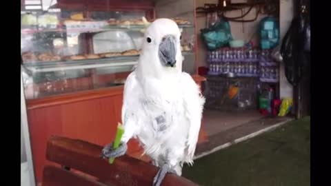 Parrot flies to admire a piece cute