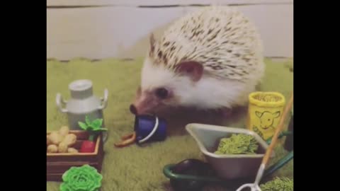 Hedgehog prefers to sit at home