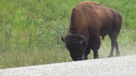 the biggest Buffalo