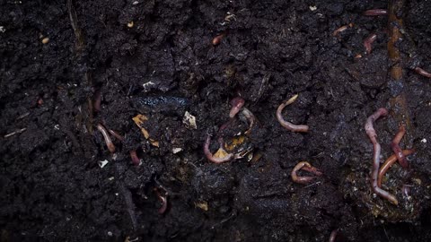 Earthworms Burrows Under A Wet Composting Soil