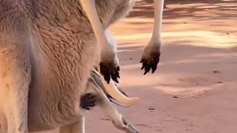 All kangaroo babies have those initial days
