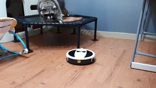 Raccoon unsure of robot vacuum, flees in terror