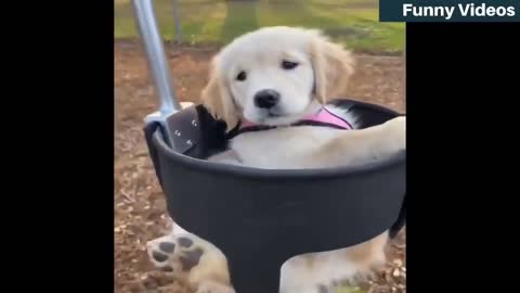 How did that puppy fit in there?