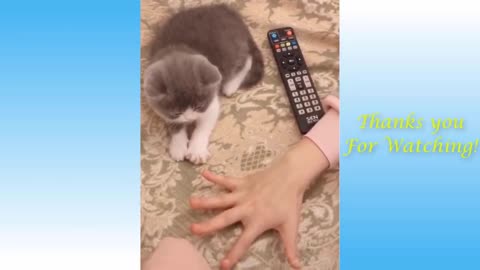 Cute pets and funny video #1