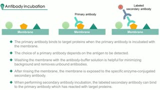 Western Blot and Electrical Transfer