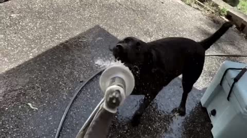 Watering The Lab