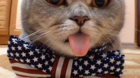Nonchalant Cat Puts Its Adorably Long Tongue On Display