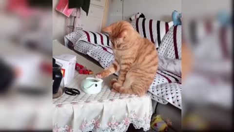 Try Not To Laugh at this Funny Cat Video
